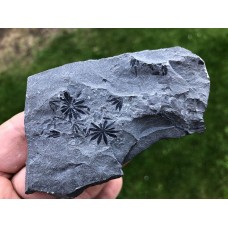 Annularia sp.